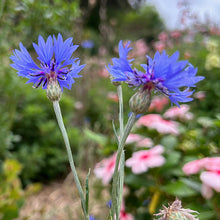 cornflower