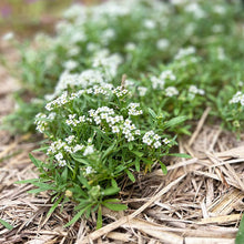 alyssum