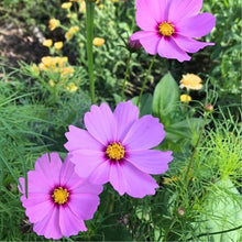 Cosmos