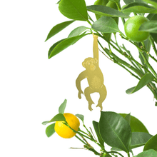 Plant Animals – Chimpanzee
