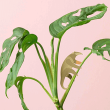 Plant Animals - Anteater