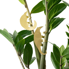 Plant Animals - Anteater