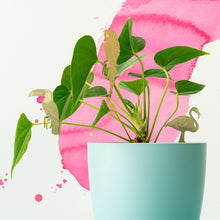 Plant Animals – Toucan