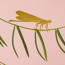 Plant Animals – Damselfly