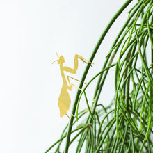 Plant Animals – Praying Mantis