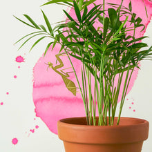 Plant Animals – Praying Mantis