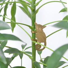 Plant Animals – Bush Baby