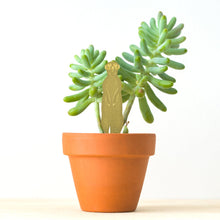 Plant Animals – Meerkat