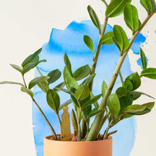 Plant Animals – Meerkat
