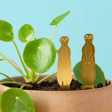 Plant Animals – Meerkat
