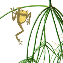Plant Animals – Green Tree Frog