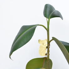 Plant Animals – Koala