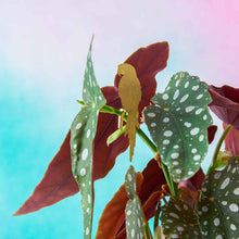 Plant Animals – Parrot