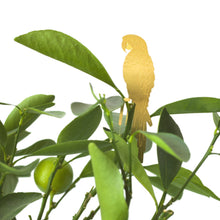Plant Animals – Parrot