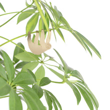 Plant Animals – Sloth