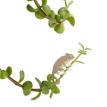 Plant Animals – Chameleon