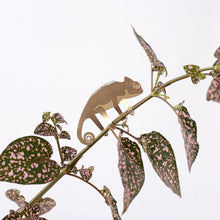 Plant Animals – Chameleon