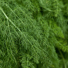 Survival Seeds - Kitchen Herb Seeds