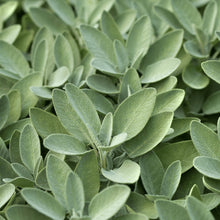 Survival Seeds - Kitchen Herb Seeds