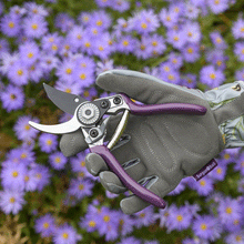 Asteraceae Pruner & Holster Gift Set