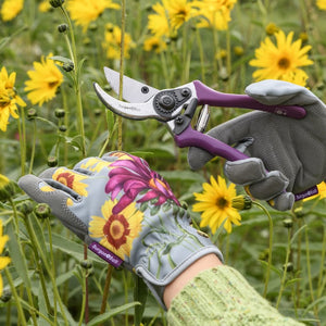 Asteraceae Secateurs