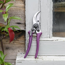 Asteraceae Secateurs