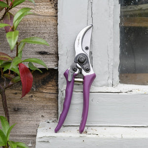 Asteraceae Secateurs