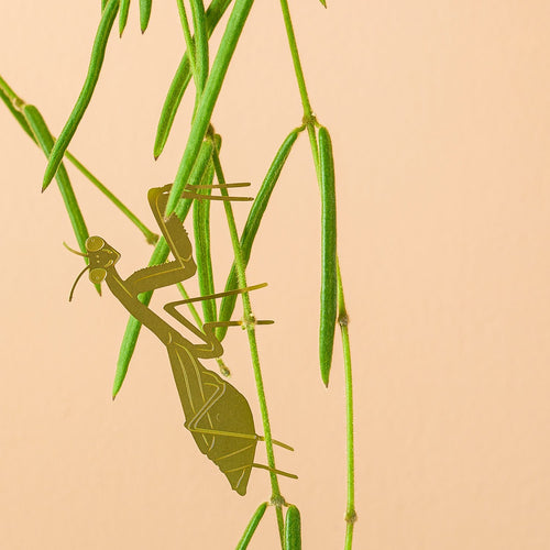 Plant Animals – Praying Mantis