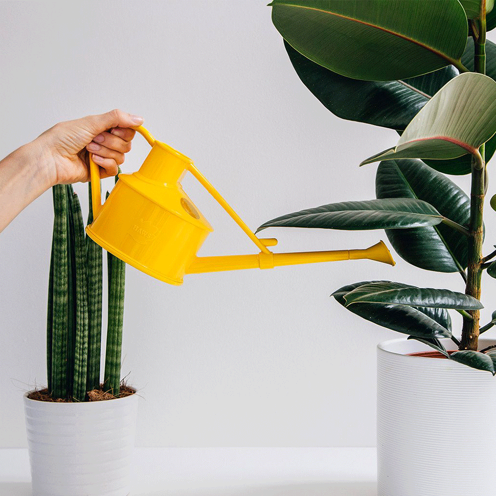 Yellow Watering Can - The Langley Sprinkler by Haws